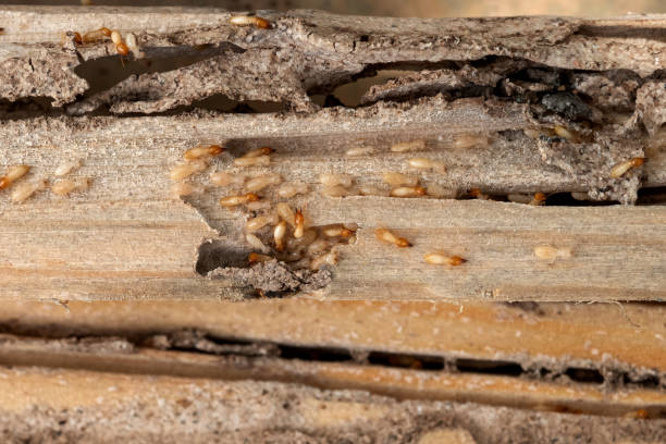 Best Insect Control  in Racend, LA