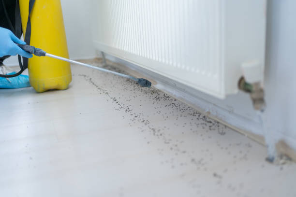 Best Pest Prevention Services  in Racend, LA